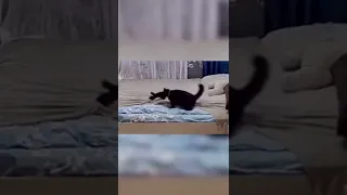 momma cat fixes bed after her kitten messed it up #shorts