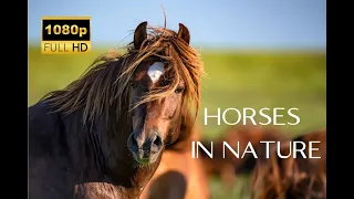 HD Wild Horses in Nature | Scenic Relaxation Film with Relaxing Music | Peaceful Instrumental Music