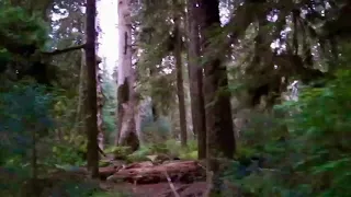 Daughter catches Bigfoot? in Hoh Rainforest in Olympic National Park.