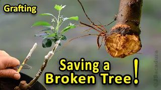 Grafting Fruit Trees | 3 Methods to save a broken tree variety | With Results!