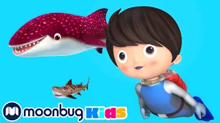 Shark Song | LBB Songs | Learn with Little Baby Bum Nursery Rhymes - Moonbug Kids