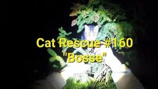 Cat Rescue #160 "Bosse"