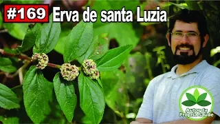 Autor da Própria Saúde - Erva de Santa Luzia [Alergia, febre, diabetes, ansiedade, câncer]