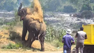 Elephant Calmly Asks For Help After Living With Infected wounds at garbage pit