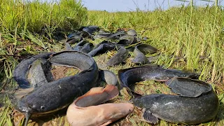 Wow amazing! a fisherman Skill catch fish a lot in rainy season , catch fish in under grass by hand