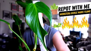 Repotting my Monstera Burle Marx Flame 💚 REPOT WITH ME 🔥