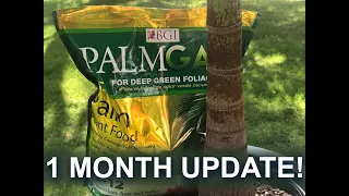 Fertilizing Palm Trees with BGI PalmGain Fertilizer - 1 month update