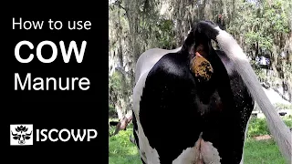 How to use Cow Manure Part 1