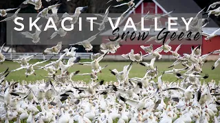 SNOW GEESE at Skagit Valley Washington - Migratory Birds in Flight