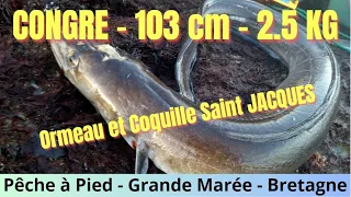 PÊCHE d'un CONGRE en PÊCHE à PIED Ormeau Saint Jacques GRANDE MARÉE Comment préparer et 2 recettes