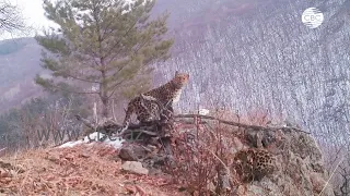 Семья леопардов попала в объектив фотоловушки