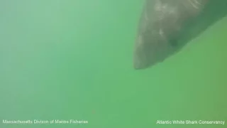 Underwater footage of white shark off Cape Cod