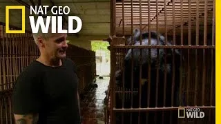 Bear Bile Farm | Animal Underworld