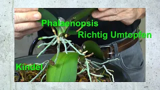 Orchidee Phalaenopsis richtig umtopfen in Orchideensubstrat und Orchideen Kindel Entwicklung