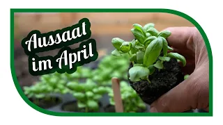 Aussaat im April | Was jetzt ausgesät werden kann, damit der Garten ein Erntesegen wird