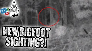 You Won’t Believe This Bigfoot Sighting : Mega Strange Mailbox #22