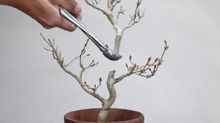 A 20 cm bonsai that will be made from now on over 20 years