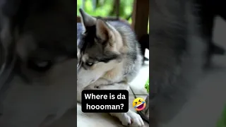 Siberian Husky Caught Arguing With Hooman About Biscuits! He Loves To Annoy Her! Funny Dog videos,😂😍