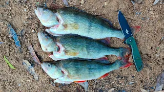 I Hit The Redfin Jackpot, Perch Fishing In A Lagoon