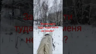 Грядущий Царь. Медвежьих услуг не оказываю!