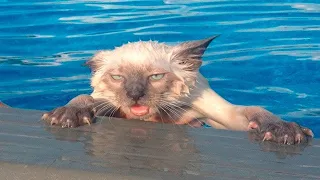 Cats Who HATE Water! (A Compilation!)