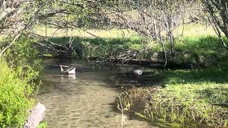 Waffles and his ladies in the creek.