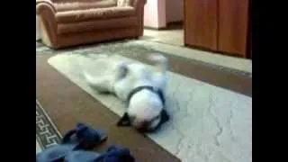 Собака танцует нижний брейк
