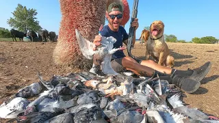 Solo Pigeon Hunt 57 Birds Plus a Banded Homer!! I Called The Owner...