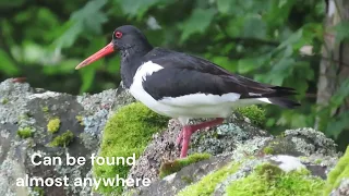 Oystercatcher