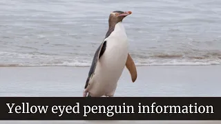 Yellow eyed penguin information || yellow eyed penguin fun facts || yellow eyed penguin behavior