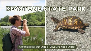 Keystone State Park Nature Hike | Exploring the Forest and Wetlands in Pennsylvania