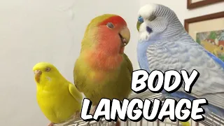Budgie and lovebird body language