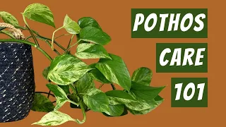 How to Care for Pothos Plant, the Easiest Houseplant Ever - Water, Light and Soil requirements