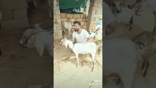 Kashinath comedy tik tok