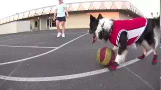 My dog plays better Basketball than you!