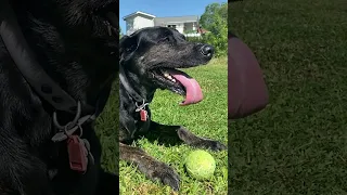 Meet Zoey, the dog with the longest tongue🐶