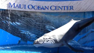 Maui Ocean Center (The Aquarium Of Hawaii) Tour & Review with The Legend