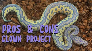 PROS & CONS OF THE CLOWN BALL PYTHON PROJECT