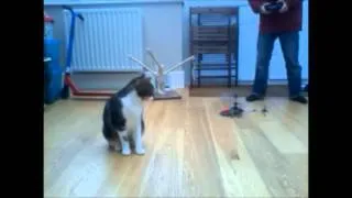 Mega Cat VS Helicopter