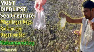 MOST DEADLIEST SEA CREATURE | NAKAMAMATAY | MAG-IINGAT KAYO SA LAMANG DAGAT NA ETO-Bicol Philippines