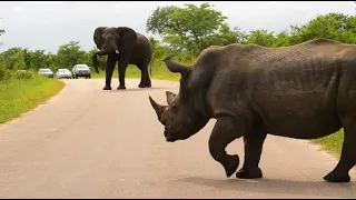 Two of the Big 5 in one shot! Rhino Marking Territory in Kruger National Park