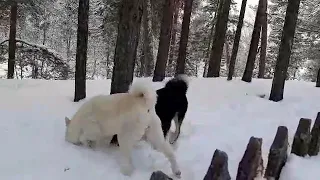 потомки ВСЛ Омской области в Нижневартовском р-не