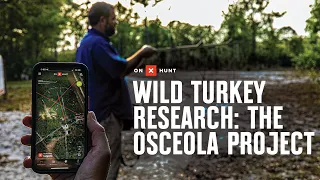 Wild Turkey Research: The Osceola Project