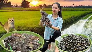 Harvesting and Find Frogs, how to cook frogs, gardening, animal care - Live with nature