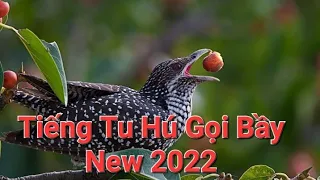 Tiếng tu hú gọi bầy mới nhất 2022 - เสียงนกกาเหว่าตัวผู้ร้องเพราะๆ เสียงดี