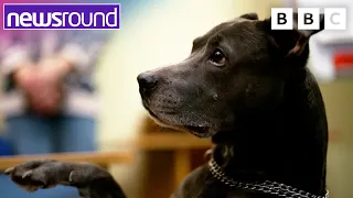 How Dog Therapy is Helping to Bring Joy | Ukraine: The Children's Story 🇺🇦 | Newsround