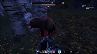 ESO Friendly Bear