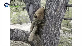 Cougar Illegally Shot