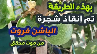 بهذه الطريقة أنقذت شجرة الباشن فروت من موت محقق