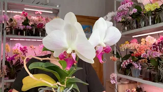 НИКОГДА ГНИТЬ корни орхидей не будут и не будет вредителей а орхидеи гнилушки ВЫКИНЬ они не жильцы?